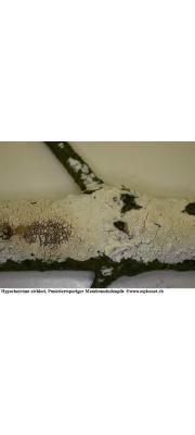 흰후막고약버섯 (Hypochnicium eichleri (Bres.) Erikss &amp; Ryv.)
