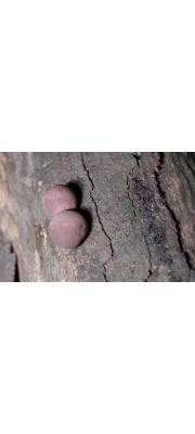 콩버섯 (Daldinia concentrica (Bolt.) Ces. &amp; de Not.)