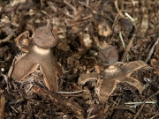 꼴뚜기방귀버섯 (Geastrum schmidelii Vittad.  > Geastrum nanum Pers.)