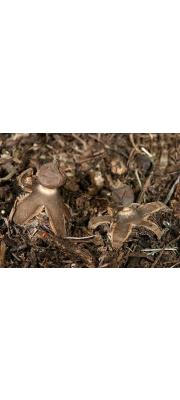 꼴뚜기방귀버섯 (Geastrum schmidelii Vittad.  > Geastrum nanum Pers.)