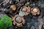 목도리방귀버섯 (Geastrum triplex Jungh.)