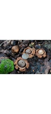 목도리방귀버섯 (Geastrum triplex Jungh.)