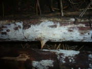 평탄후막고약버섯 (Hypochnicium lundellii (Bourd.) Erikss.)