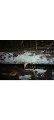 평탄후막고약버섯 (Hypochnicium lundellii (Bourd.) Erikss.)