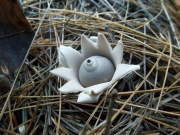털방귀버섯 (Geastrum velutinum Morgan)