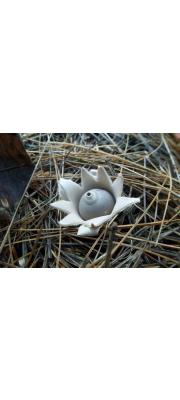 털방귀버섯 (Geastrum velutinum Morgan)