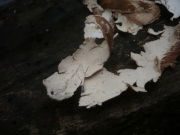 백설후막고약버섯 (Hypochnicium punctulatum (Cooke) Erikss.)