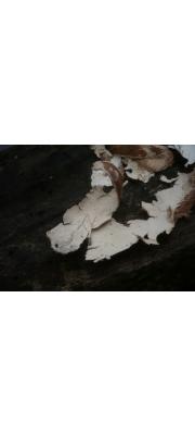 백설후막고약버섯 (Hypochnicium punctulatum (Cooke) Erikss.)