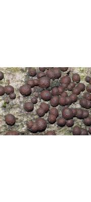 점박이팥버섯(무른방석꼬투리버섯) (Hypoxylon fragiforme (Pers.) Kickx)