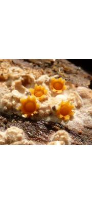공버섯 (Sphaerobolus stellatus Tode)