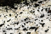 진흙목재고약버섯 (Hyphoderma argillaceum (Bres.) Donk)