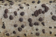 붉은팥버섯 (Hypoxylon fuscum (Pers.) Fr.)