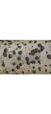 붉은팥버섯 (Hypoxylon fuscum (Pers.) Fr.)