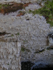 침목재고약버섯 (Hyphoderma odontiaeforme Boidin & Berth.  > Peniophorella odontiiformis (Boidin & Berth.) Larss)