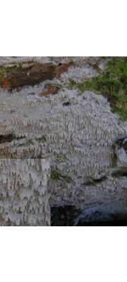 침목재고약버섯 (Hyphoderma odontiaeforme Boidin &amp; Berth.  > Peniophorella odontiiformis (Boidin &amp; Berth.) Larss)