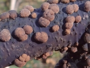 애기붉은팥버섯(빨강혹콩버섯, 빨강콩버섯) (Hypoxylon howeanum Peck > Hypoxylon howweianum Peck)
