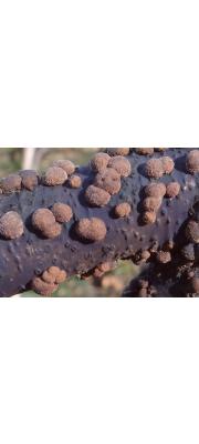 애기붉은팥버섯(빨강혹콩버섯, 빨강콩버섯) (Hypoxylon howeanum Peck > Hypoxylon howweianum Peck)