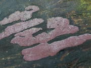 팥죽팥버섯(갈색방석꼬투리버섯, 루비방석꼬투리버섯) (Hypoxylon rubiginosum (Pers.) Fr. var. rubiginosum > Hypoxylon rubiginosum)