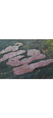 팥죽팥버섯(갈색방석꼬투리버섯, 루비방석꼬투리버섯) (Hypoxylon rubiginosum (Pers.) Fr. var. rubiginosum > Hypoxylon rubiginosum)