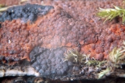방석팥버섯(광방석꼬투리버섯) (Hypoxylon rutilum Tul. & C. Tul.)