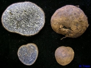 속검정덩이아재비 (Melanogaster tuberiformis Corda  > Hyperiza tuberiformis (Corda) Kuntze)