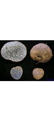 속검정덩이아재비 (Melanogaster tuberiformis Corda  > Hyperiza tuberiformis (Corda) Kuntze)