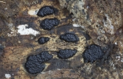 요철팥버섯(주름팥버섯, 주름방석꼬투리버섯) (Nemania serpens (Pers.) Gray > Hypoxylon serpens)