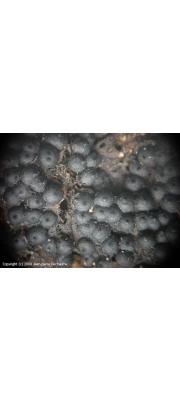 젖꼭지과립콩버섯(젖꼭지장미버섯) (Rosellinia thelena (Fr.) Rabenh.)