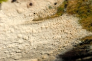 흰목재고약버섯 (Hyphoderma praetermissum (Karst.) Erikss. & Strid)