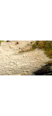 흰목재고약버섯 (Hyphoderma praetermissum (Karst.) Erikss. &amp; Strid)