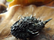 젓가락콩꼬투리버섯 (Xylaria carpophila (Pers.) Fr.)
