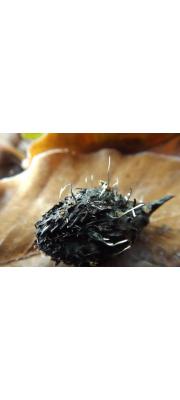 젓가락콩꼬투리버섯 (Xylaria carpophila (Pers.) Fr.)