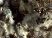 털목재고약버섯(털속껍질버섯) (Hyphoderma puberum (Fr.) Wallroth)