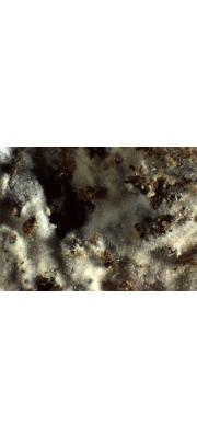 털목재고약버섯(털속껍질버섯) (Hyphoderma puberum (Fr.) Wallroth)