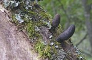 쿠바콩꼬투리버섯 (Xylaria cubensis (Mont.) Fr.)