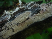 분홍목재고약버섯 (Hyphoderma roseocremeum (Bres.) Donk)