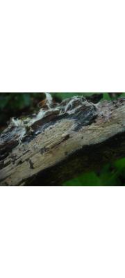 분홍목재고약버섯 (Hyphoderma roseocremeum (Bres.) Donk)