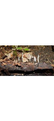 실콩꼬투리버섯 (Xylaria filiformis (Alb. &amp; Schw.) Fr.)