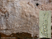 목재고약버섯 (Hyphoderma setigerum (Fr.) Donk)
