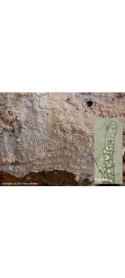목재고약버섯 (Hyphoderma setigerum (Fr.) Donk)