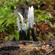 콩꼬투리버섯 (Xylaria hypoxylon (L.) Grev.)