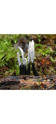 콩꼬투리버섯 (Xylaria hypoxylon (L.) Grev.)