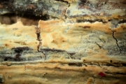 틈목재고약버섯 (Hyphoderma sibiricum (Parm.) Erikss. & Strid)
