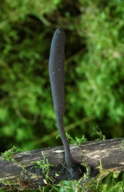 긴발콩꼬투리버섯 (Xylaria longipes Nitschke)