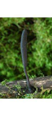 긴발콩꼬투리버섯 (Xylaria longipes Nitschke)