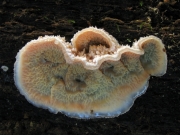 아교버섯(아교고약버섯) (Merulius tremellosus Schrad. > Phlebia tremellosa)