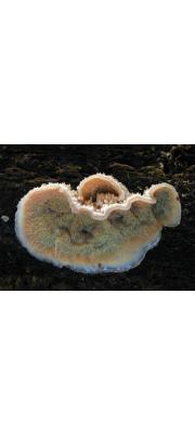 아교버섯(아교고약버섯) (Merulius tremellosus Schrad. > Phlebia tremellosa)