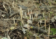 열매콩꼬투리버섯 (Xylaria oxyacanthae Tul. & C. Tul.)