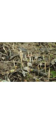 열매콩꼬투리버섯 (Xylaria oxyacanthae Tul. &amp; C. Tul.)