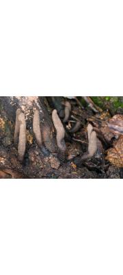다형콩꼬투리버섯 (Xylaria polymorpha (Pers.) Grev.)